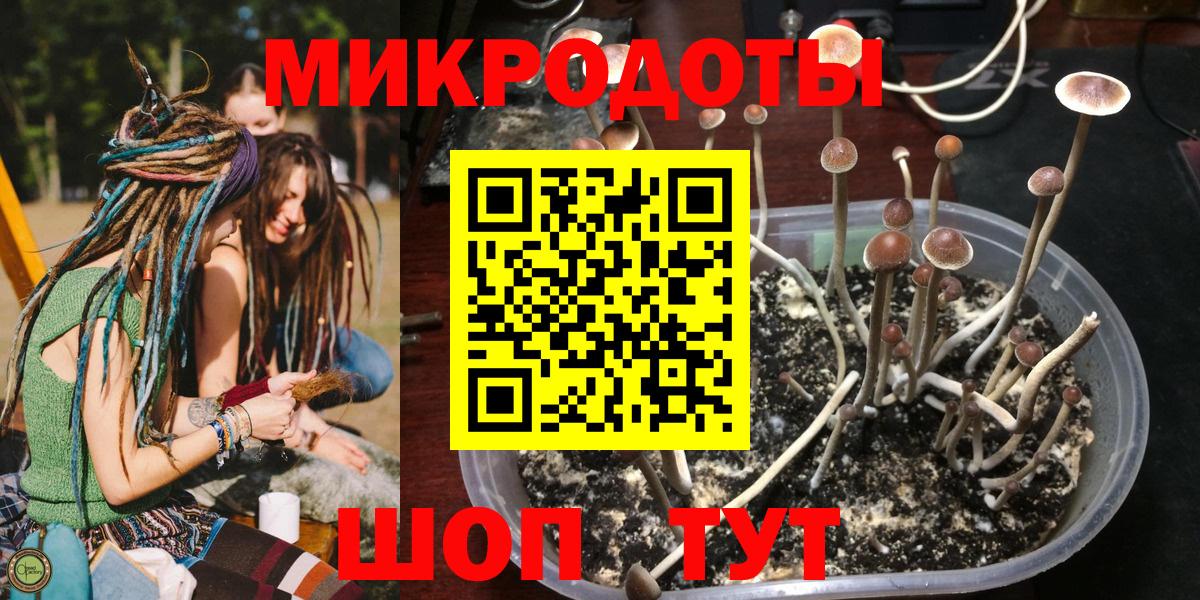 Псилоцибиновые грибы Cubensis Торжок